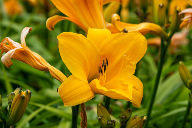 istock Hemerocallis, 'Chicago Sunrise' daylily 2161359259