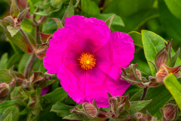 Cistus pulverulentus 'Sunset', a summer flowering evergreen shrub plant with a cerise red pink summertime flower commonly known as rock rose, stock photo gardening image