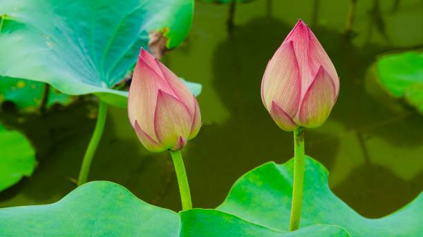 istock Lotus blossoms and plants 2161359360
