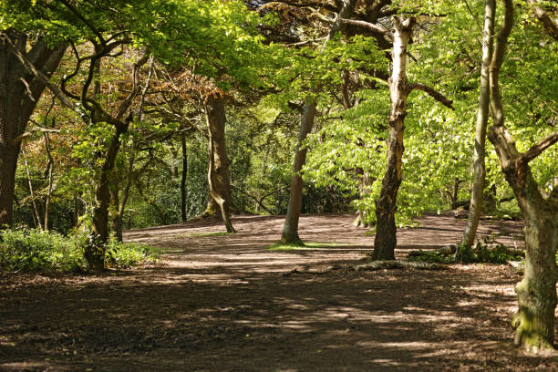 Istanbul, Turkey - November 13, 2025: Beautiful forest view. Trees, bushes. Nature concept.