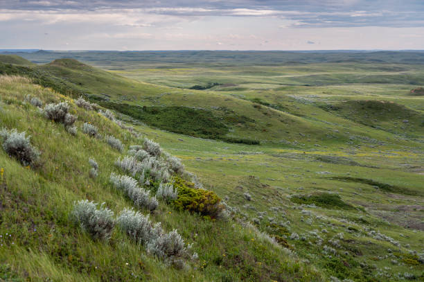 istock Sage on the Valley of 1000 Devils in Grasslands National Park, Saskatchewan 2161361752