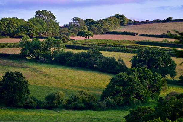 Rural Landscape in Devon, England