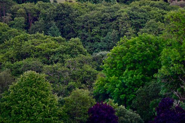 istock English Countryside 2161362281
