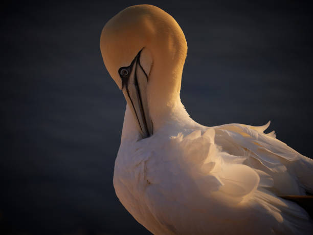 Shot of a colony bird of northern terns nesting in the evening in germany. Portrait of gannet. Portait in pose adult northern gannet in wild nature. Birdwatching is great hobby.
