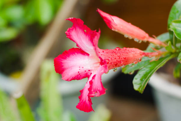 Japanese cambodia or adenium is an ornamental plant species