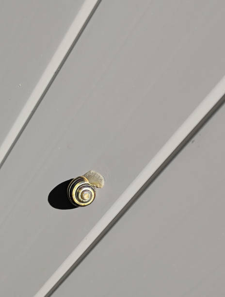 istock Small Snail with a Big Shadow in Canada 2161364645