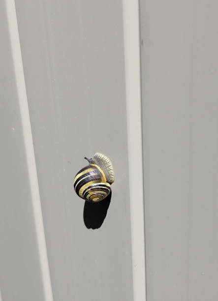 A common snail climbs up a fence in southwestern British Columbia. Warm summer afternoon in Metro Vancouver.