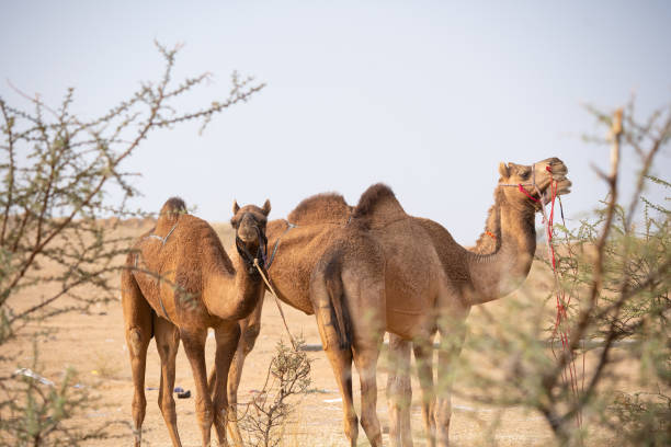 istock Pushkar fest Rajastan 2161364798