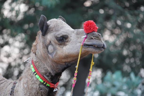 Close up of camel decorated with colorful flowers in Rann of Kutch, Gujarat, India
