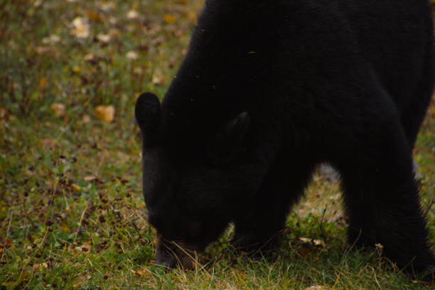 istock Brown bear eating in the grass 2161365726