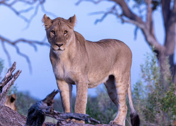 istock Lioness staring at the Camera 2161367956