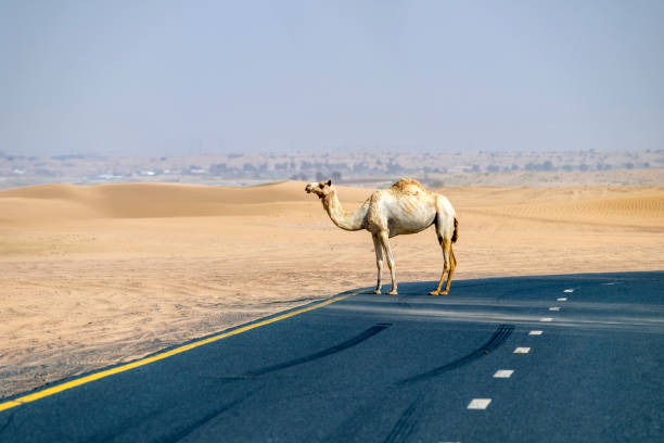 istock Camel on a road in the Dubai Desert 2161368237