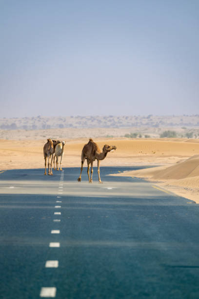 istock Camels on a road in the Dubai Desert 2161368255