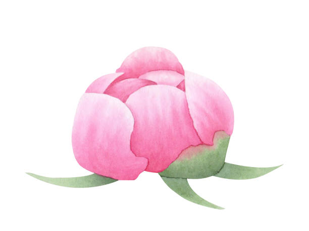 istock Pink peony flower bud isolated on white background. Hand drawn watercolor botanical illustration. For design, cards, invitations, congratulations, packaging, print, advertising 2161368509