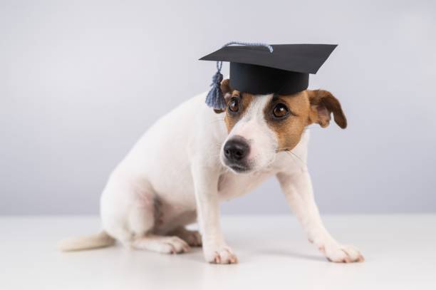 istock Cute dog jack russell terrier in an academic cap on a white background. 2161369108