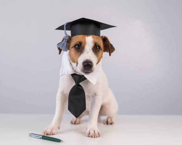 istock Jack Russell Terrier dog in a tie and academic cap sits on a white table. 2161369751