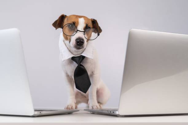 istock Jack Russell Terrier dog in glasses and a tie sits between two laptops on a white background. 2161370019