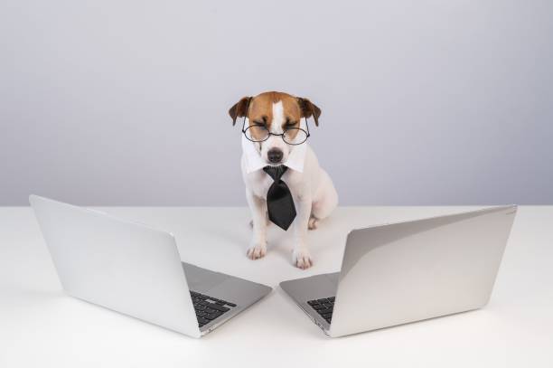 istock Jack Russell Terrier dog in glasses and a tie sits between two laptops on a white background. 2161370429