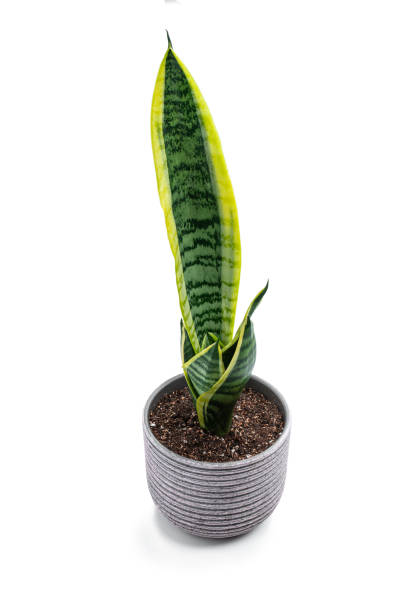 istock Sansevieria plant in ceramic pot isolated on white background 2161370855