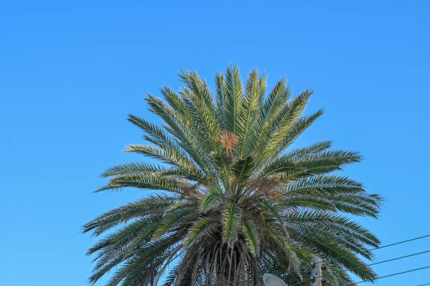 istock palm leaves against blue sky 1 2161370969