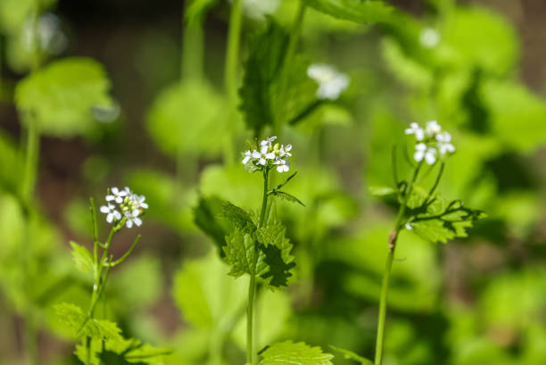istock Alliaria petiolata, or garlic mustard 2161371118