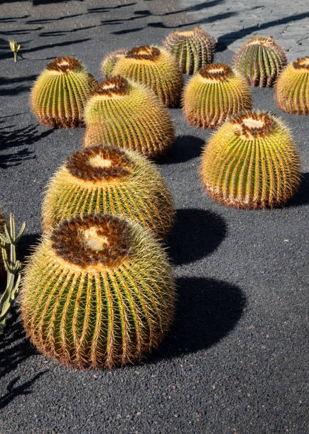 istock Cactus in the Cactus Garden, Lanzarote, Spain 2161372417