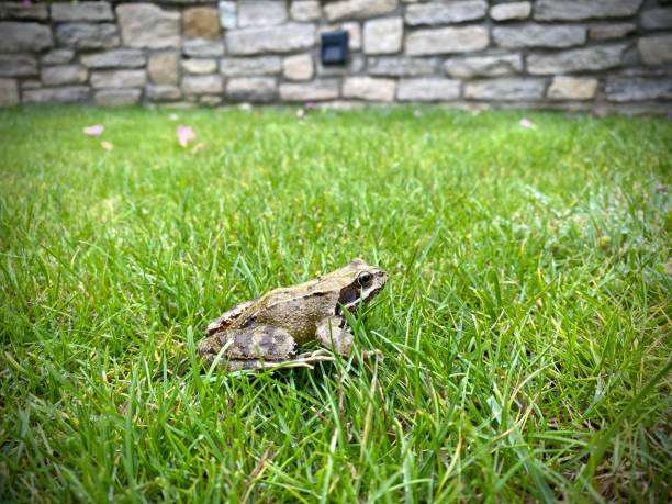 Common Toad