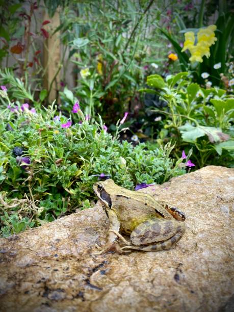 istock Common frog close up sat on garden stone wall. 2161374289