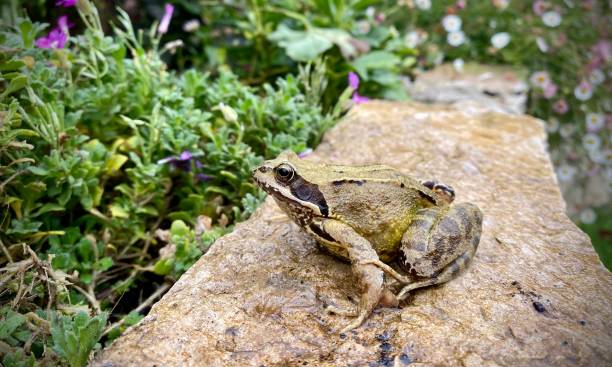istock Common frog close up sat on garden stone wall. 2161374297