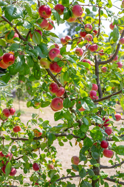 istock Apple tree with ripe apples in the garden. Fruit harvest 2161374482