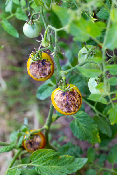 istock Sick, spoiled tomatoes with spots grow on the bush. Vegetables affected by late blight 2161374485
