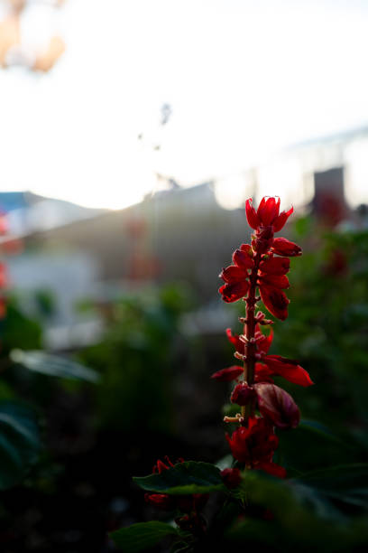 Material of salvia in the evening sun