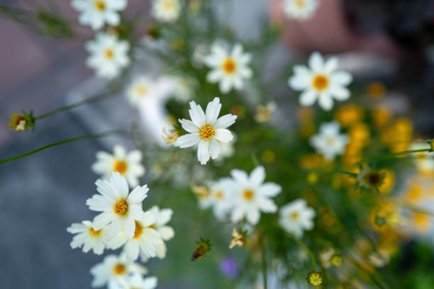 A white and yellow gazania daisy growing outdoors. Unique flower.