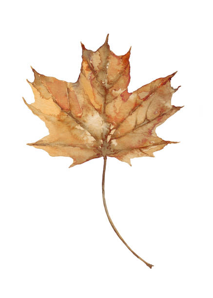 istock Autumn sepia maple leaf. Watercolor hand drawn illustration. 2161375259