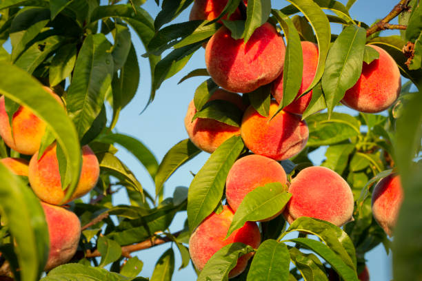 istock Fresh and delicious peaches in the orchard. 2161376735
