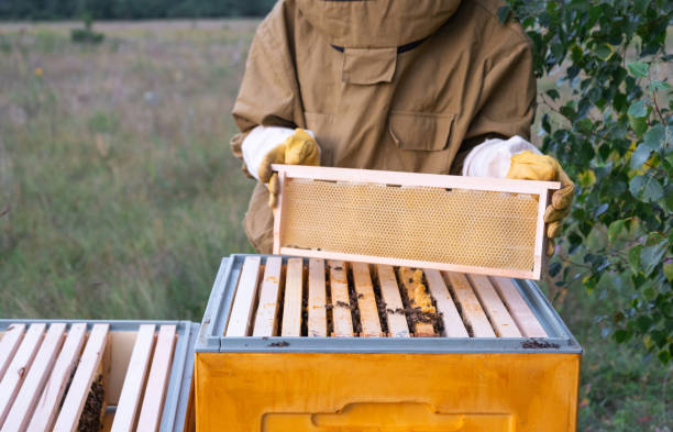 istock A beekeeper, a woman in a protective suit against bee stings, holds a empty frame with wax from a bee hive in her hands. Beekeeping, care of the hive, mock up 2161376998