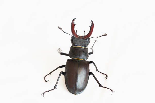 istock Stag beetle (Lucanus cervus) isolated on white. Closeup 2161377834