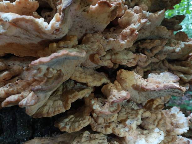 istock Natural backgrounds and textures while walking in the forest. Large poisonous mushrooms on a tree trunk. Natural backgrounds and textures. 2161377851