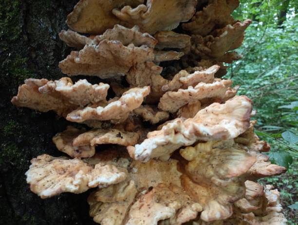 istock Many tinder mushrooms on a tree trunk in the forest. Natural backgrounds and textures with mushrooms during mushroom picking in the summer forest. Poisonous mushrooms on tree trunks. 2161377852