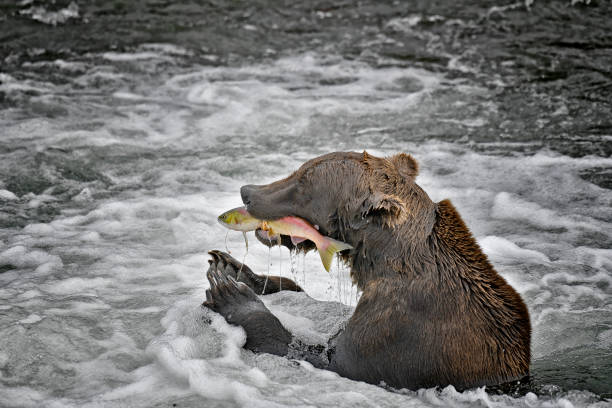 Alaska Peninsula brown bear, Ursus arctos, in Hallo Bay of Katmai National Park, Alaska. Female on rock looking for a dangerous male bear.
