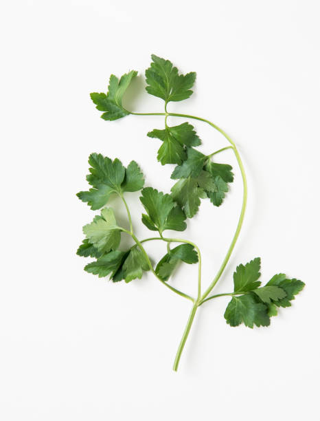 istock Fresh Italian Flat Parsley Isolated on White Background 2161378849