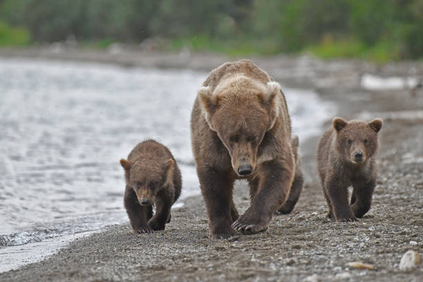 istock Brown Bear and cubs on a lake beach 2161379591