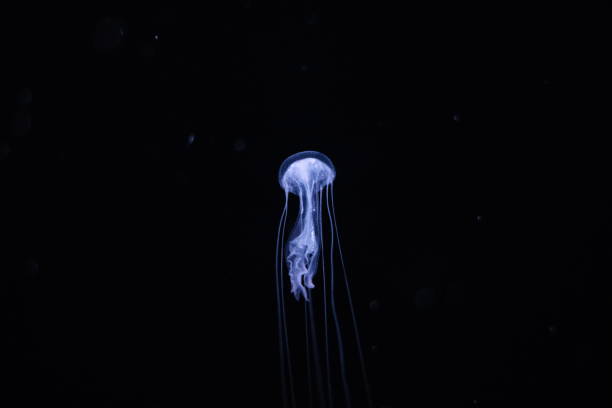 Lone Jellyfish in Darkness