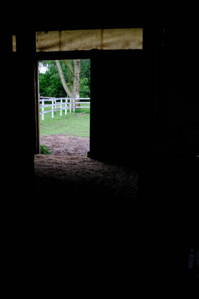 istock Noir Horse Stall 2161379633