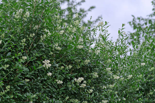 istock Wild privet bush in bloom against blue sky 2161379757