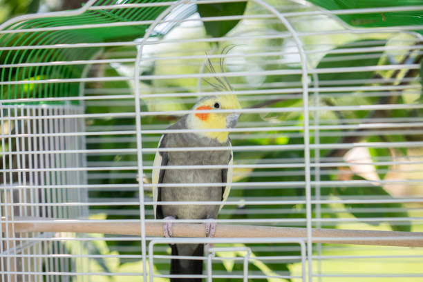 Corellac,cockatiel parrot hanging in a cage outside.