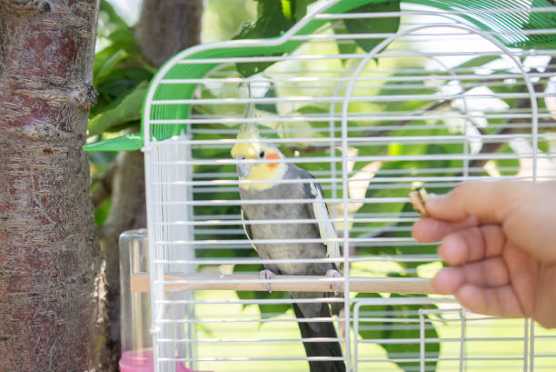 Parrot-Cockatiel Nymphicus hollandicus is a bird from Australia, cockatoo family. Posing for photo on a cage, looking adorable. Cage for birds Place for text. Yellow Corella with orange cheeks