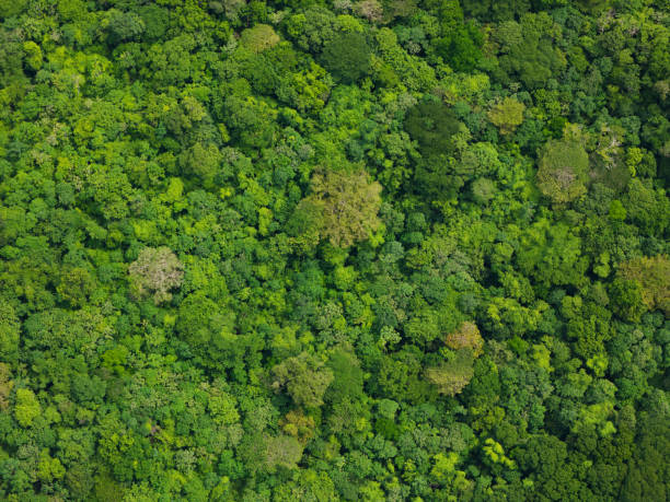 istock Abstarct green natural jungle forest 2161380988