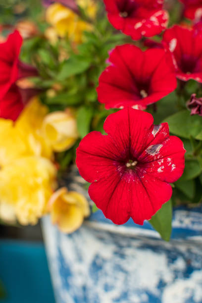 A close up on a red petunia flowers and yellow flowers grow in a white and blue ceramic pot