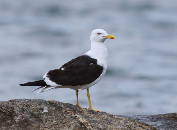 istock Lesser black-backed gull (Larus fuscus) standing on a rock in summer. 2161381829